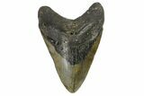 Fossil Megalodon Tooth - North Carolina #164881-2